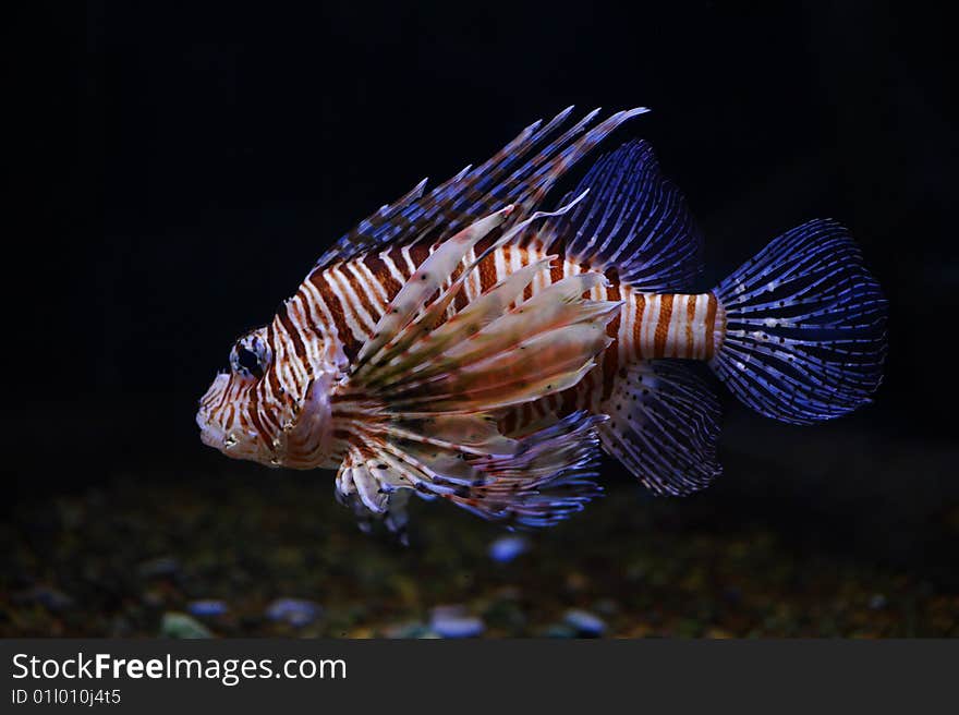 Lionfish