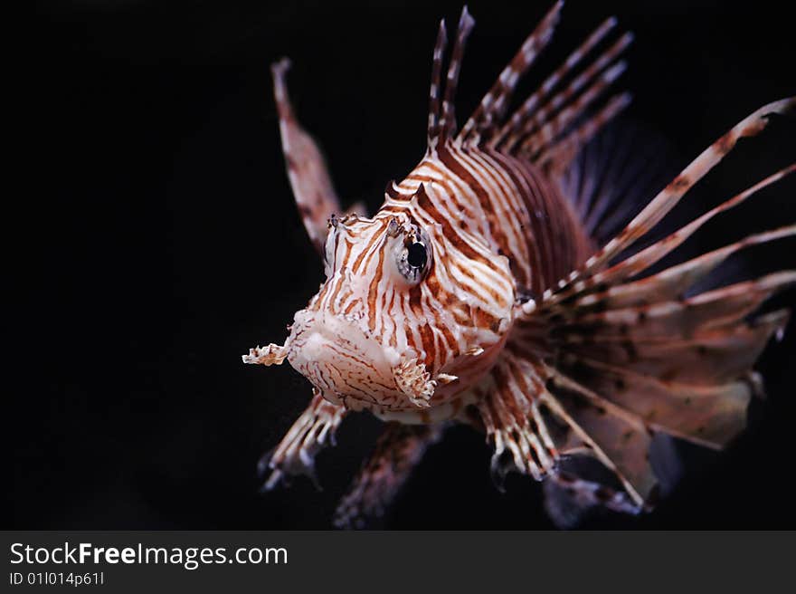 Lionfish