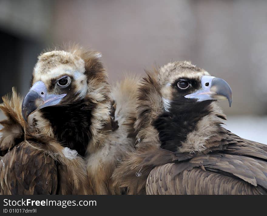 Pair of black griffons