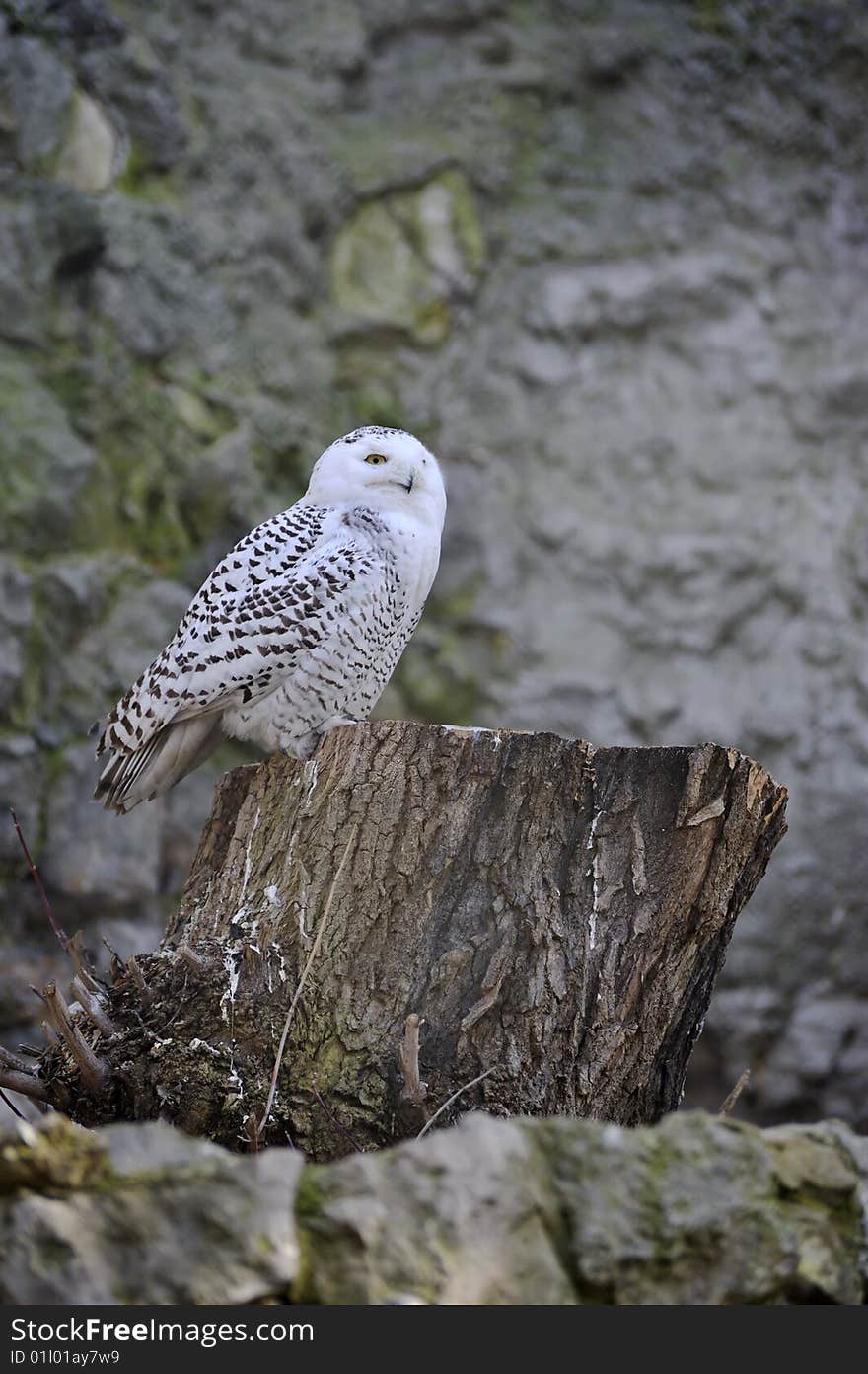 White owl