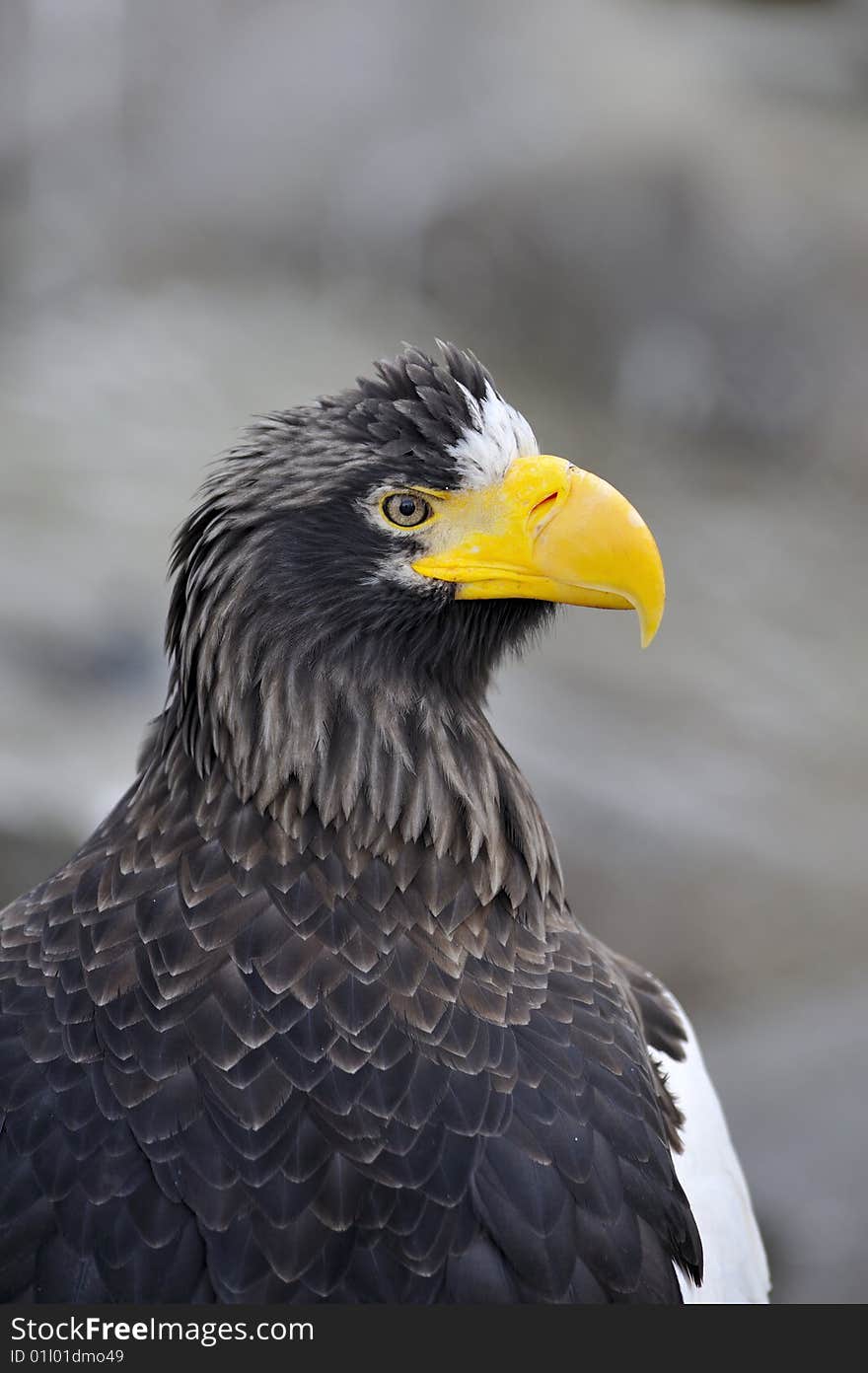 Sea eagle