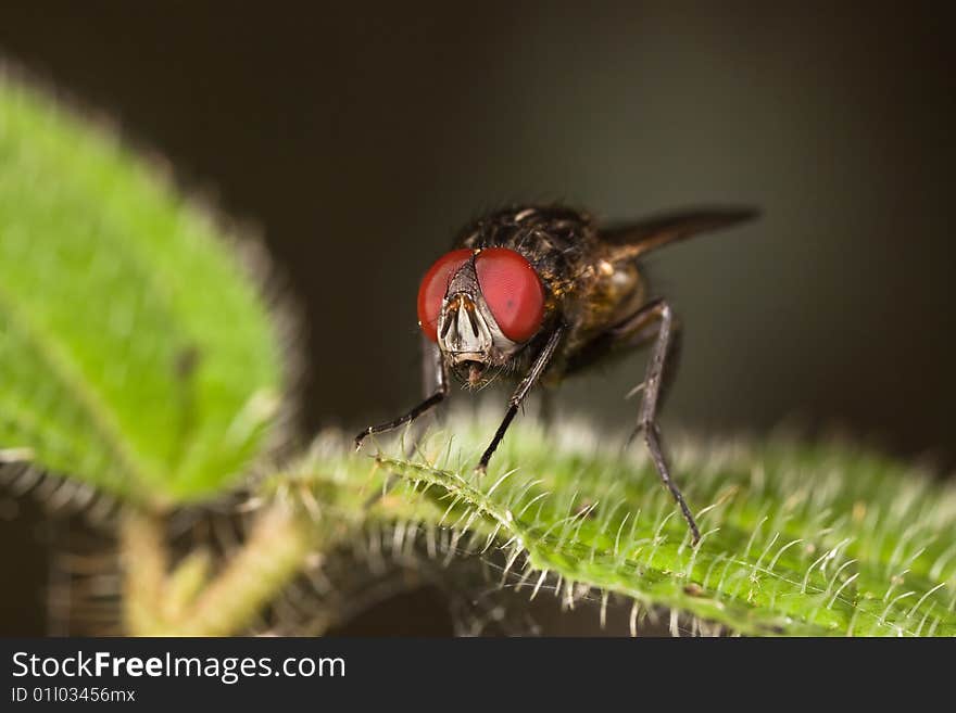 Fly On Green Leaf