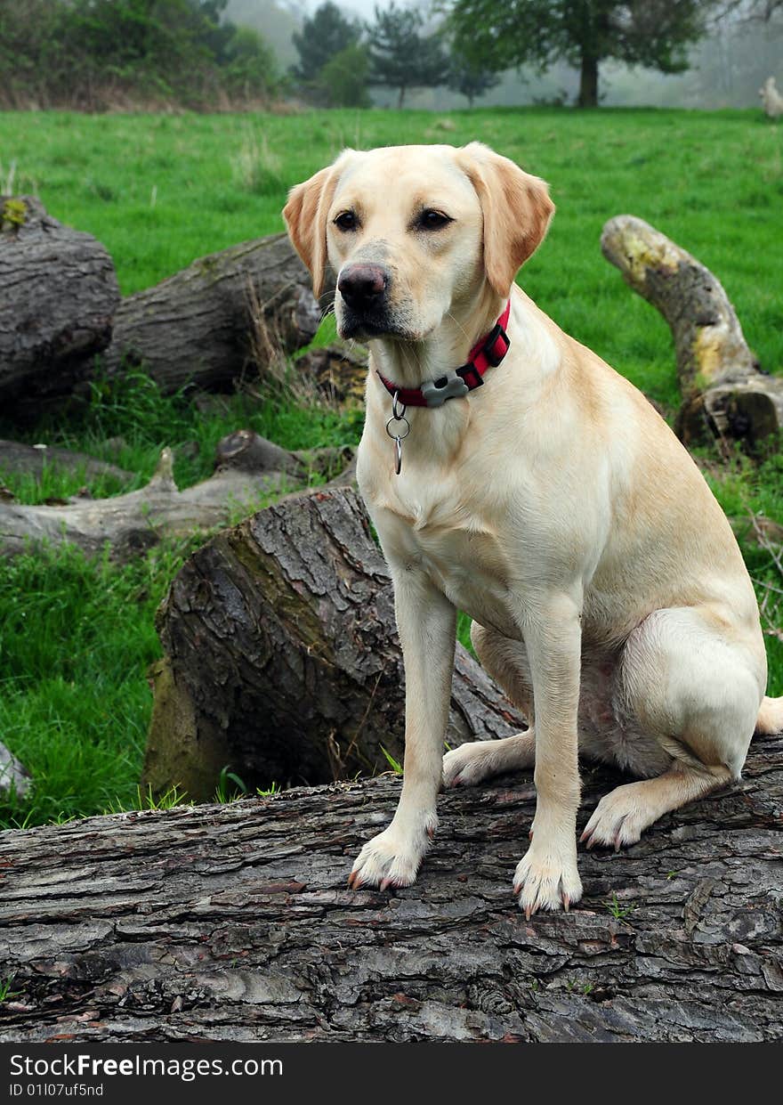 Shot of a yellow labrador sitting on a log. Shot of a yellow labrador sitting on a log