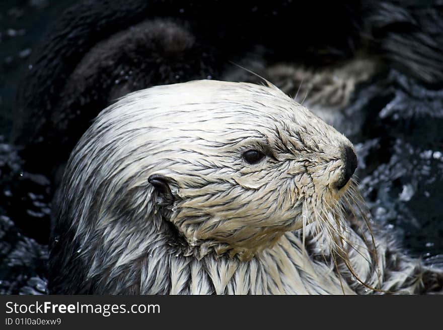 Sea otter close-up