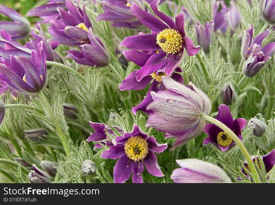 Violet Purple Pasqueflowers inside a Garden with Latend Bud opening, Environment