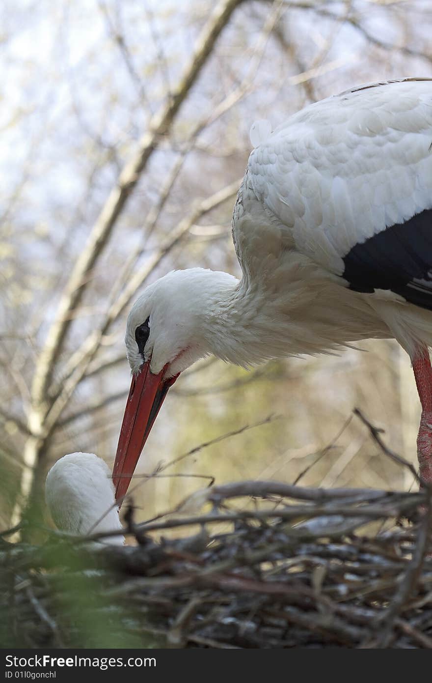 Stork in the nest