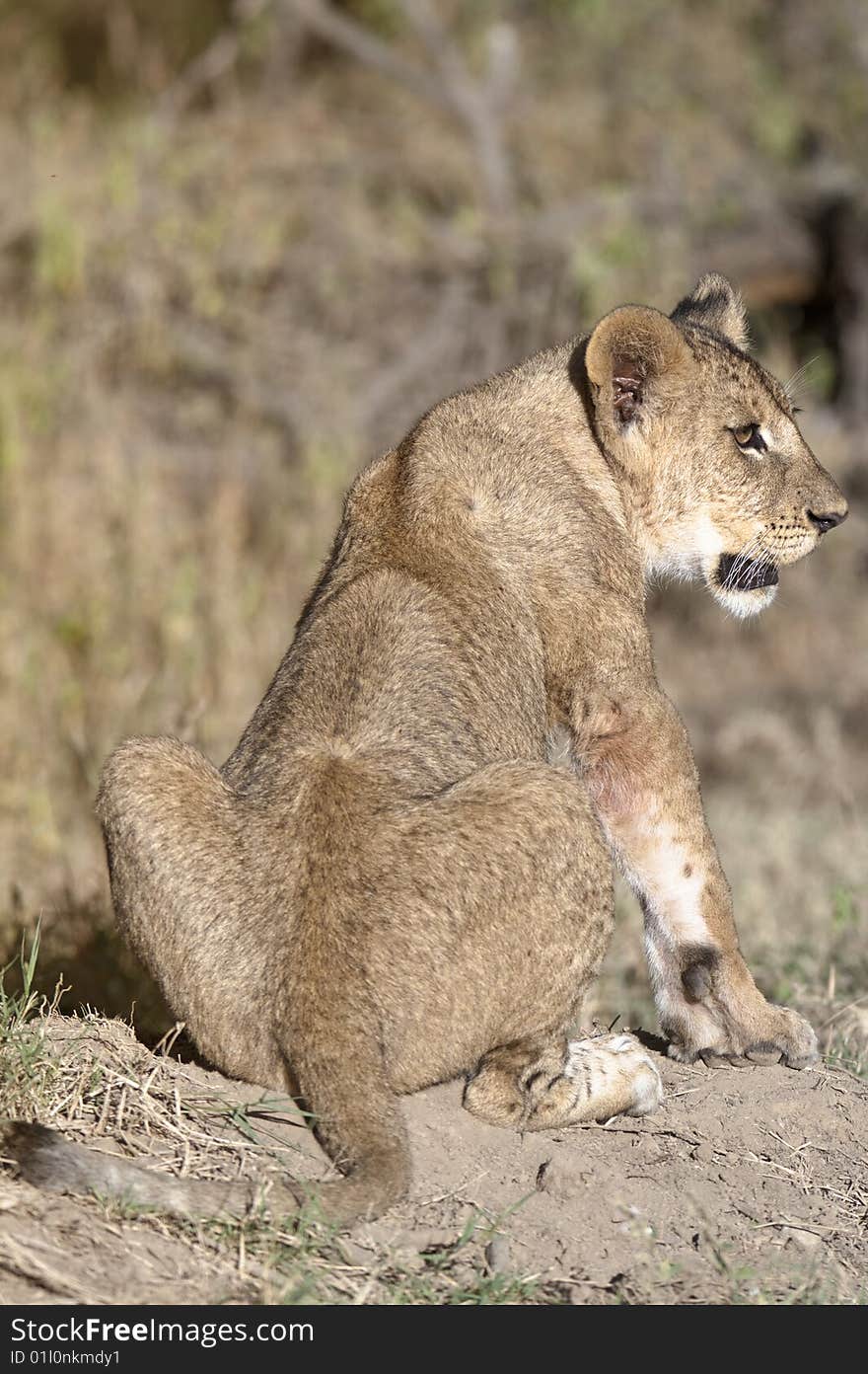 Cub of African lion (Panthera Leo) sitting , Nakuru Lake National Park, Kenya, East Africa. Cub of African lion (Panthera Leo) sitting , Nakuru Lake National Park, Kenya, East Africa