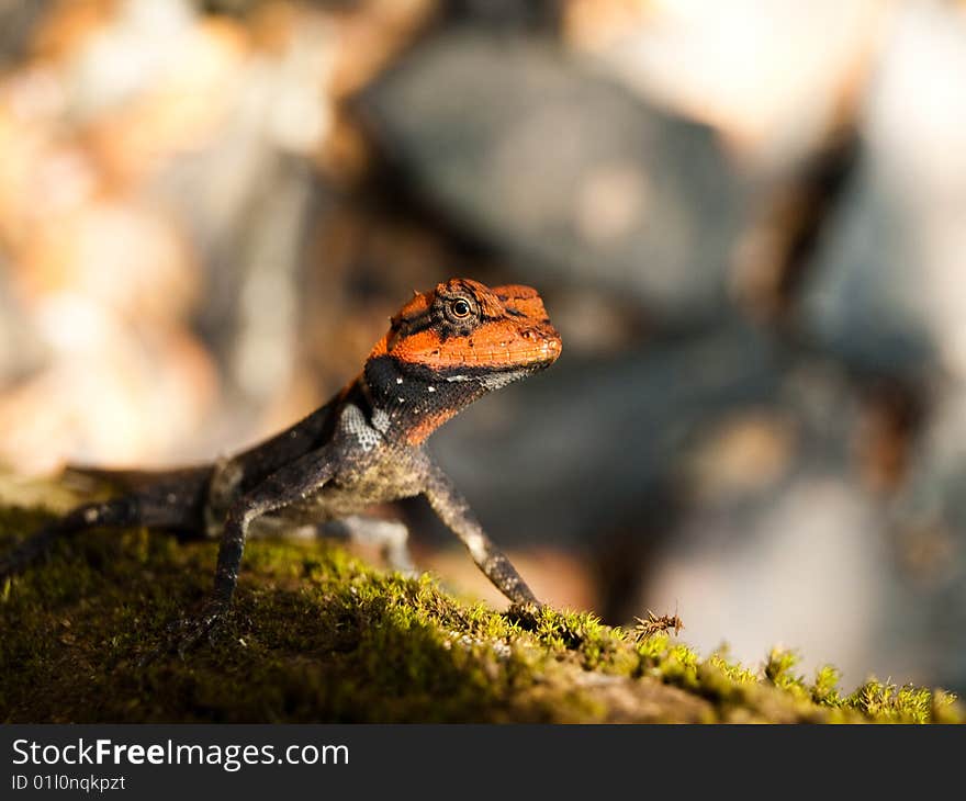 Photo of the lizard in wildlife