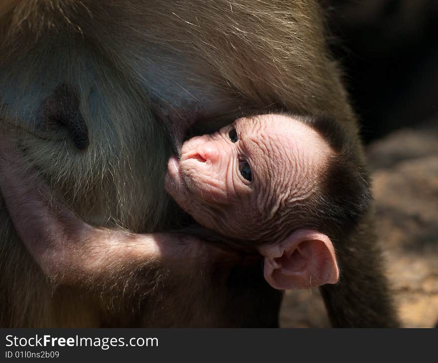 Bonnet Macaque