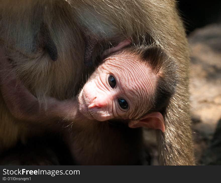 Photo of the Bonnet Macaque in wildlife