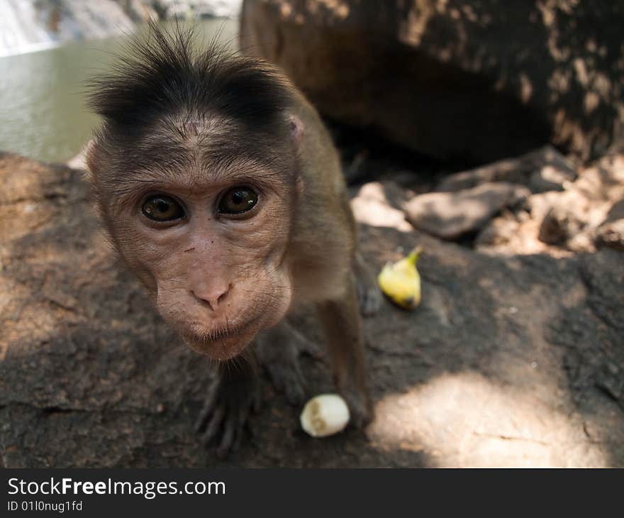 Interested Bonnet Macaque with banana