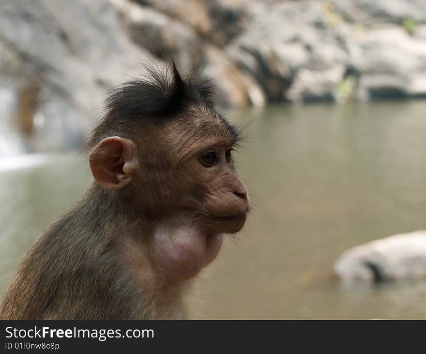 Bonnet Macaque