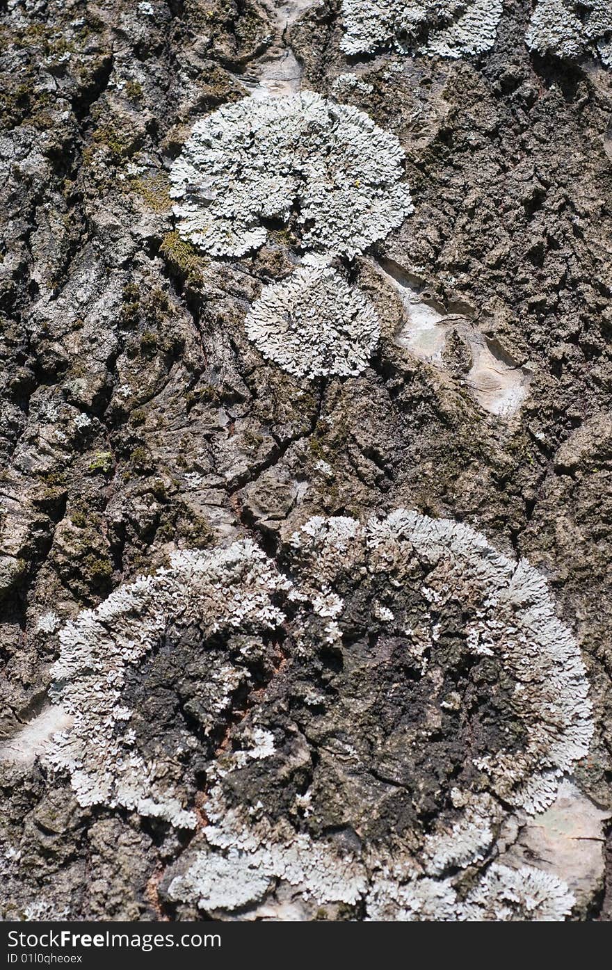 On a bark of an old poplar the lichen in the form of a question mark has grown. What did the nature wish to ask the person?. On a bark of an old poplar the lichen in the form of a question mark has grown. What did the nature wish to ask the person?