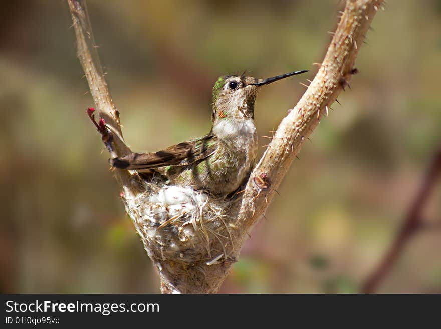 Hummingbird