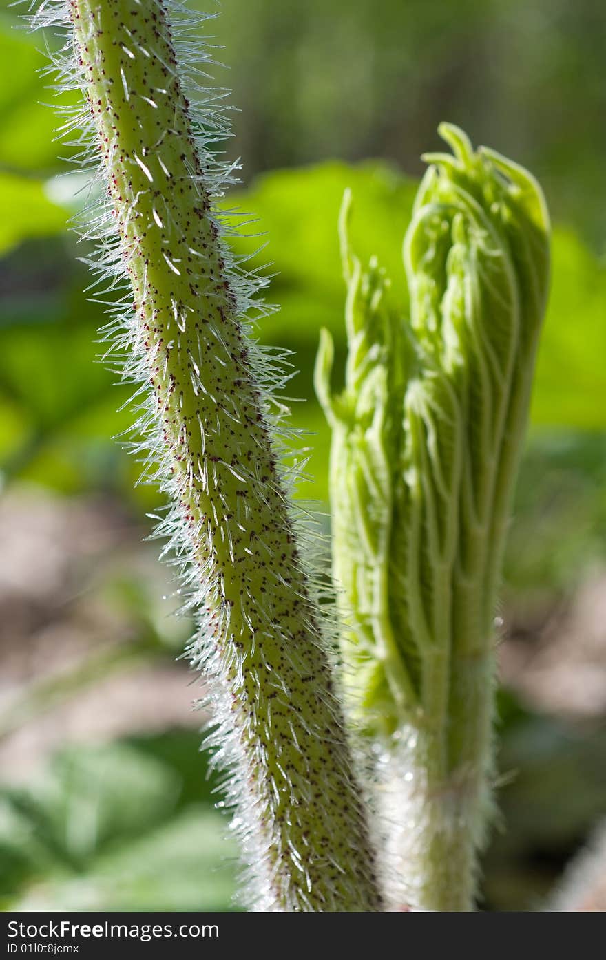 Plant fibers.Heracleum