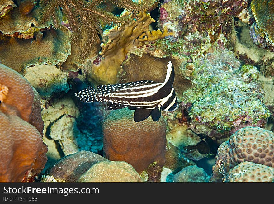 Single spotted drum fish agove coral reef of caribbean island of bonaire, dutch antilles