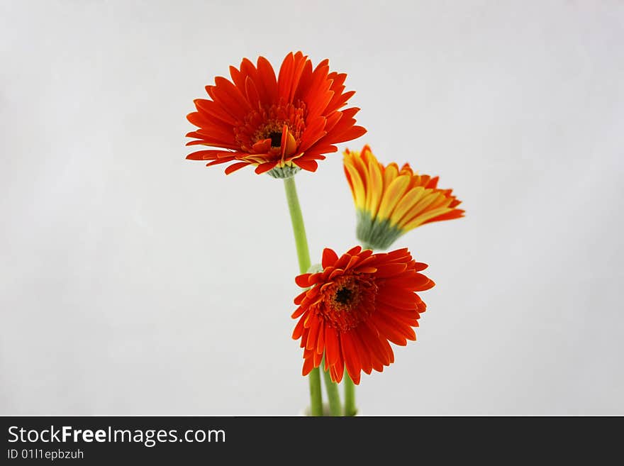 3 Chrysanthemum In The Background