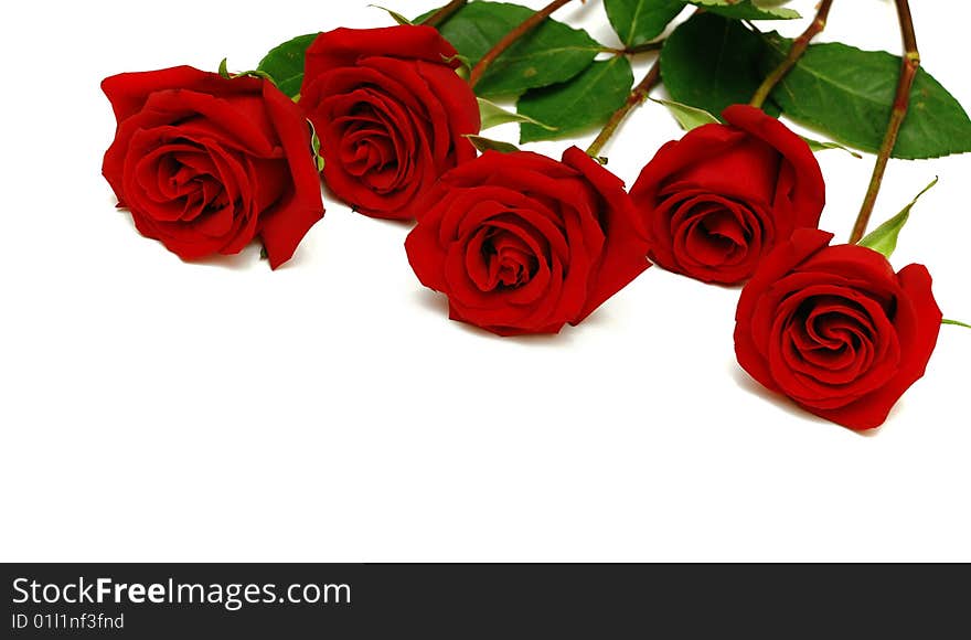 Roses On A White Background.