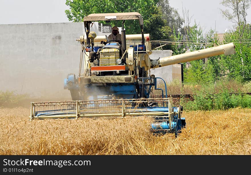 Wheat harvesting