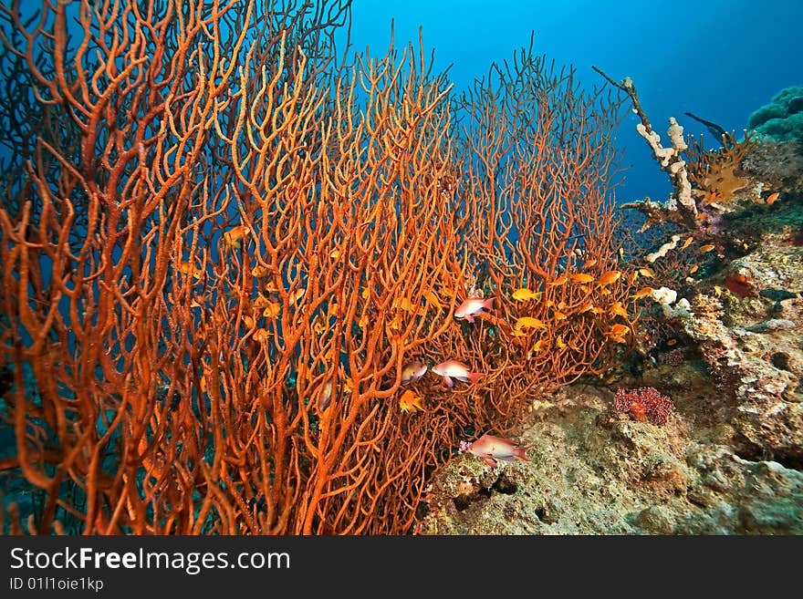 Clathraria cf. rubrinodis at  Sha ab Mahmud