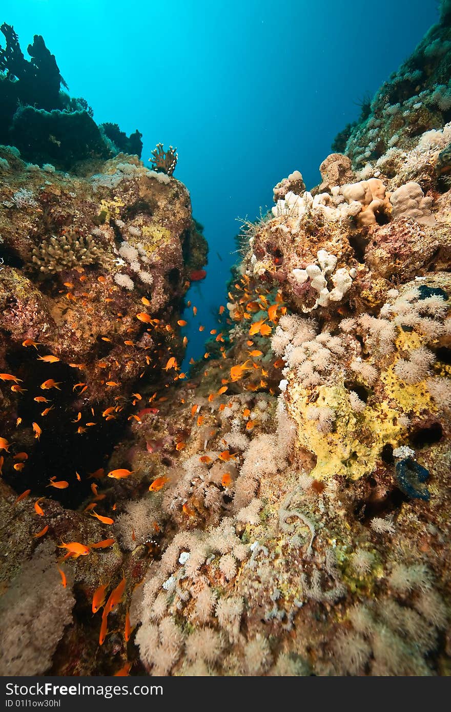 Coral and fish around Sha ab Mahmud