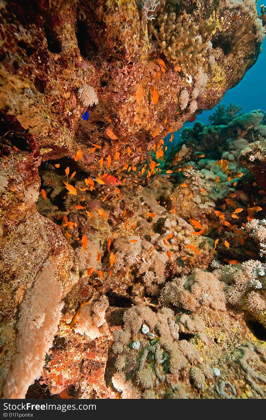 Coral and fish around Sha ab Mahmud