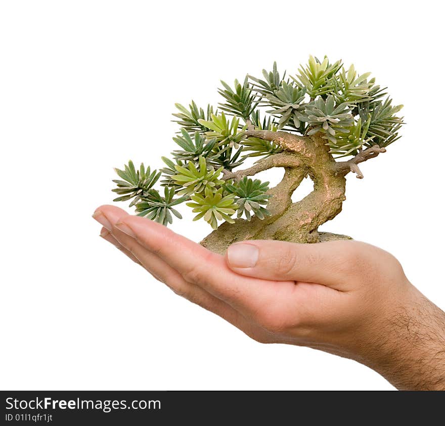 Palm with tree as a symbol of reforestation