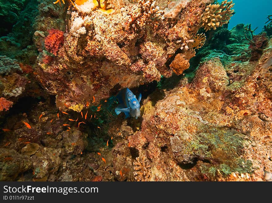 Yellowbar angelfish around Sha ab Mahmud