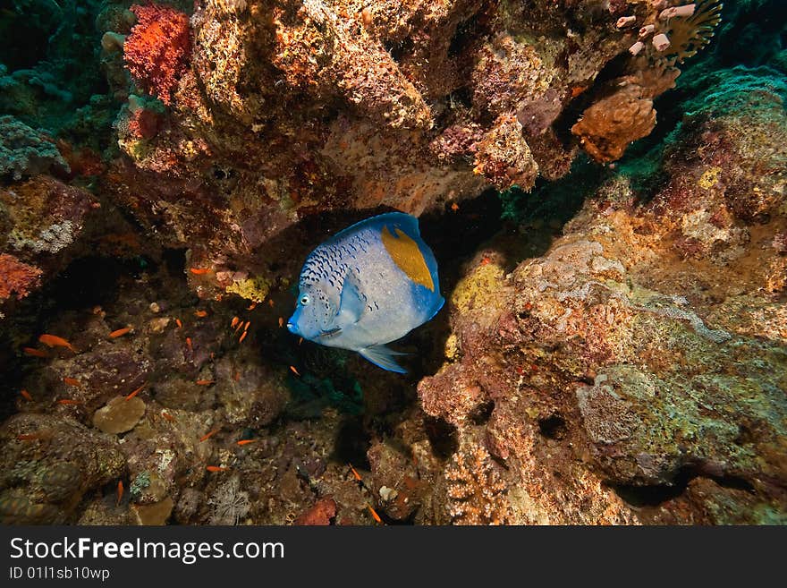 Yellowbar angelfish around Sha ab Mahmud