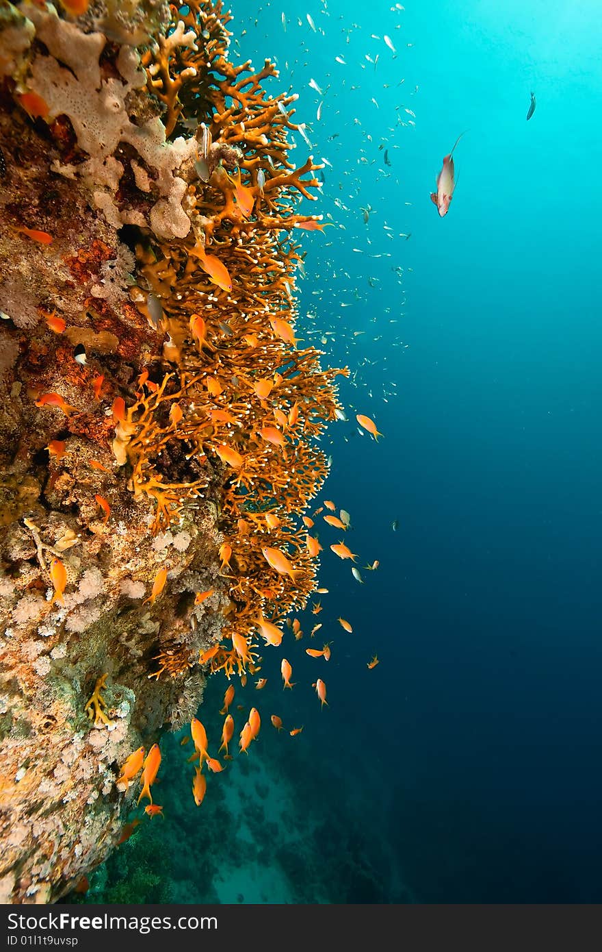 Coral and fish around Sha ab Mahmud