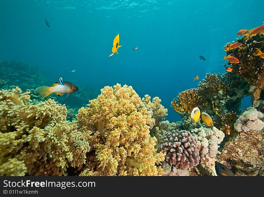 Coral and fish around Sha ab Mahmud