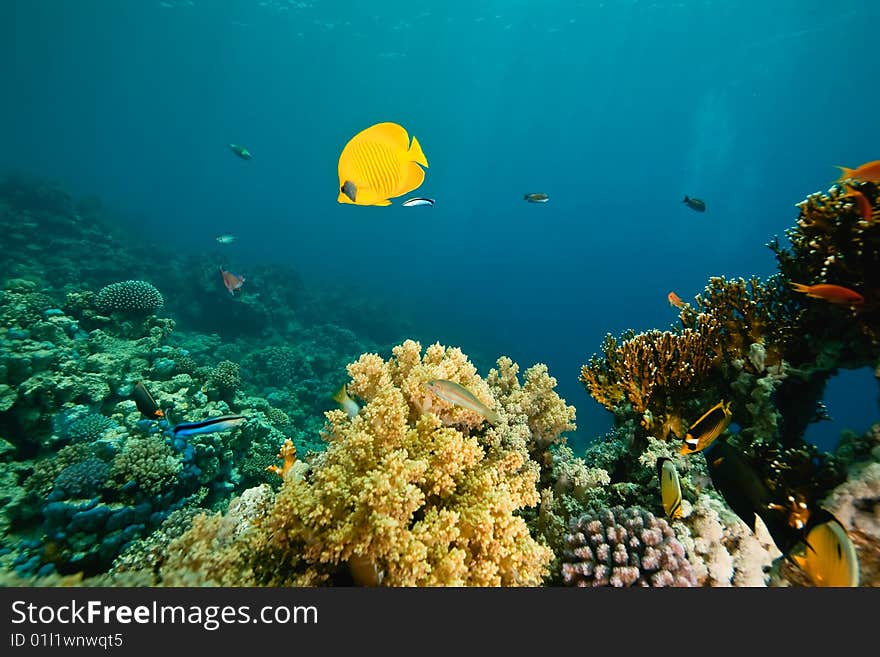 Coral and fish around Sha ab Mahmud