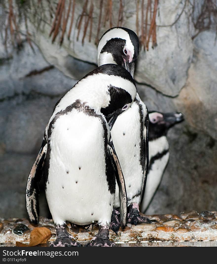 Living penguin in tropical singapore zoological garden