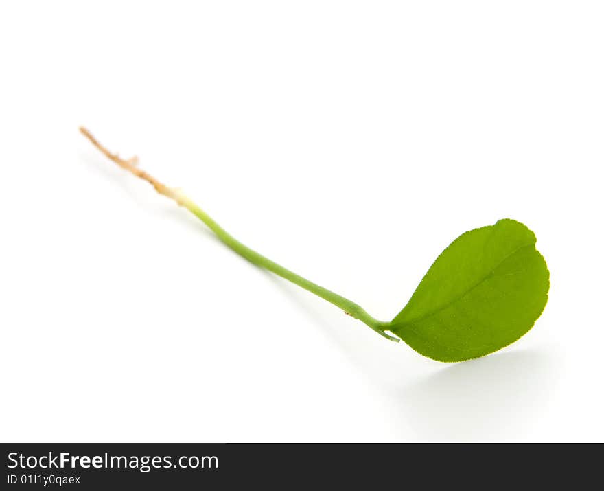 Sprout isolated on the white background (leaf, flora)