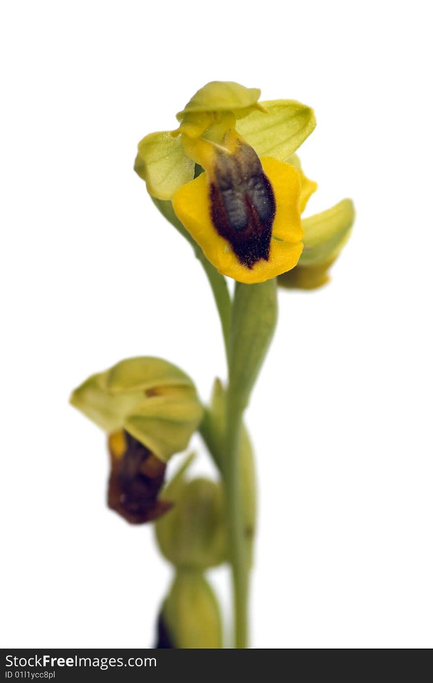 Wild orchid called Yellow Ophrys (Ophrys lutea) that can be found in Arrábida mountains, Portugal. Flower closeup. Wild orchid called Yellow Ophrys (Ophrys lutea) that can be found in Arrábida mountains, Portugal. Flower closeup.