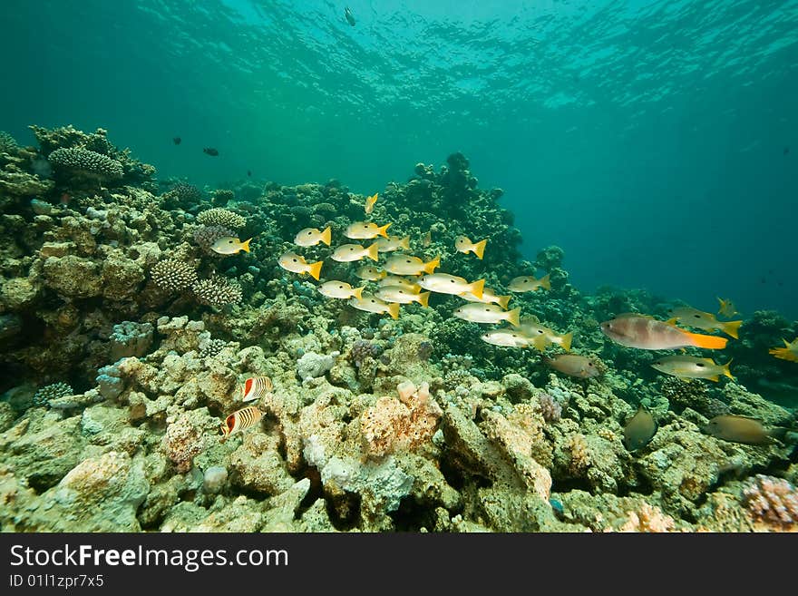 Coral and fish around Sha ab Mahmud