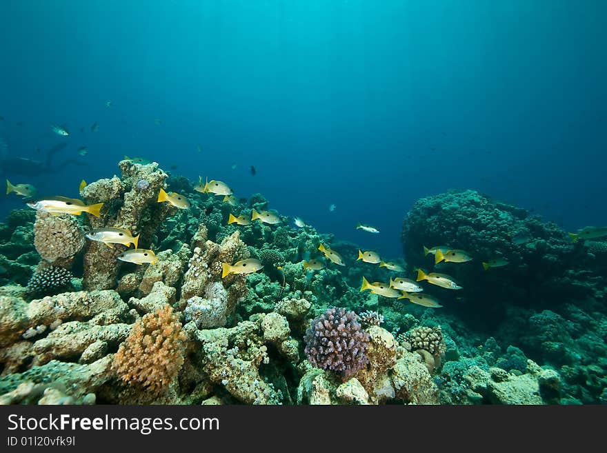 Coral and fish around Sha ab Mahmud