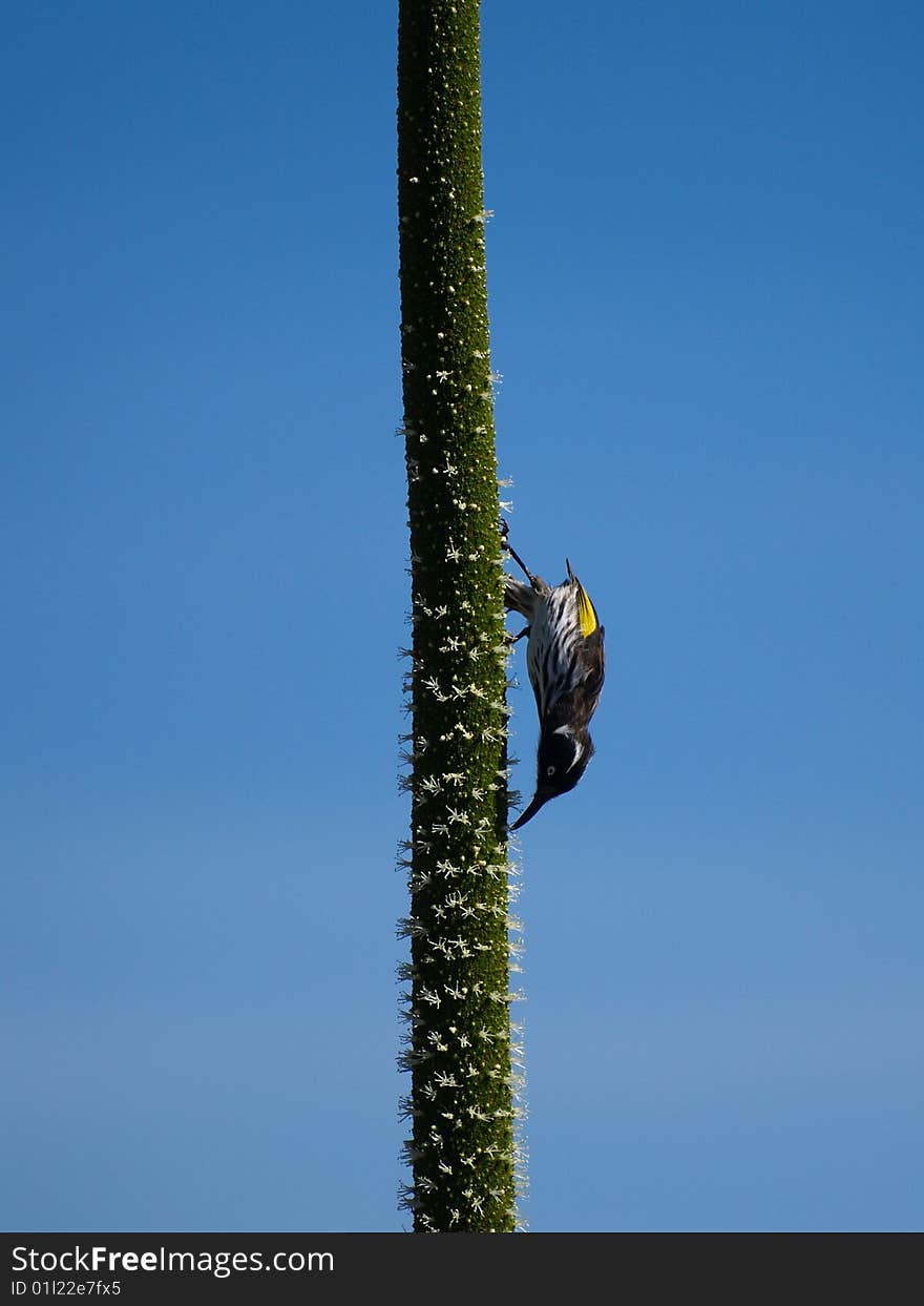 Honeyeater on a grass tree flower spike, Western Australia