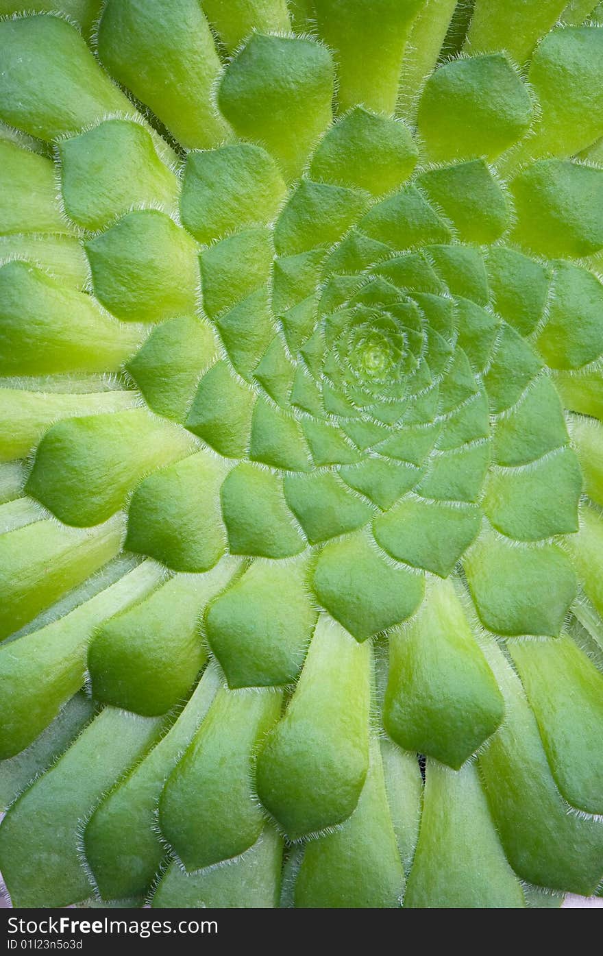 A macro image of an plant. A macro image of an plant