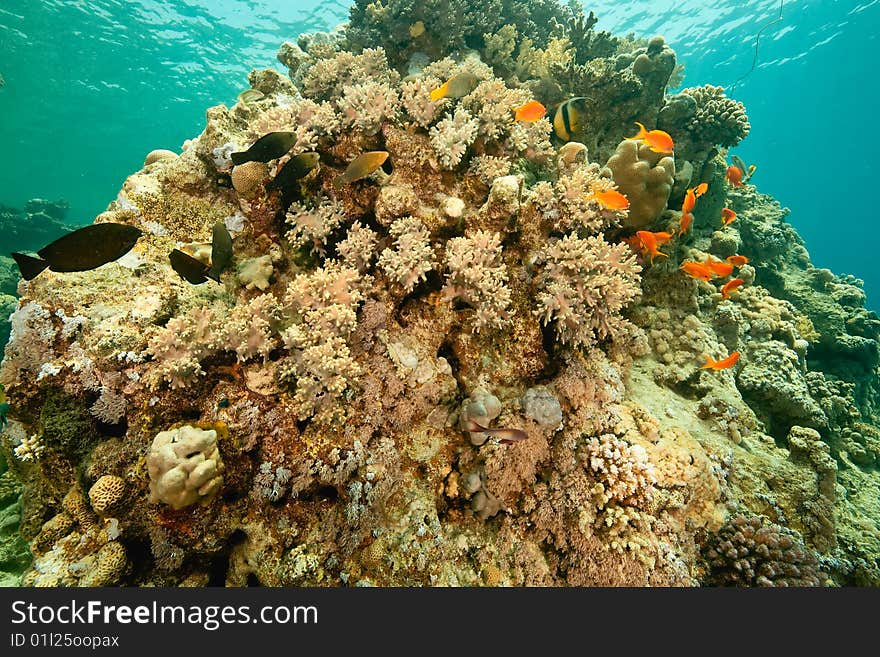 Coral and fish around Sha ab Mahmud