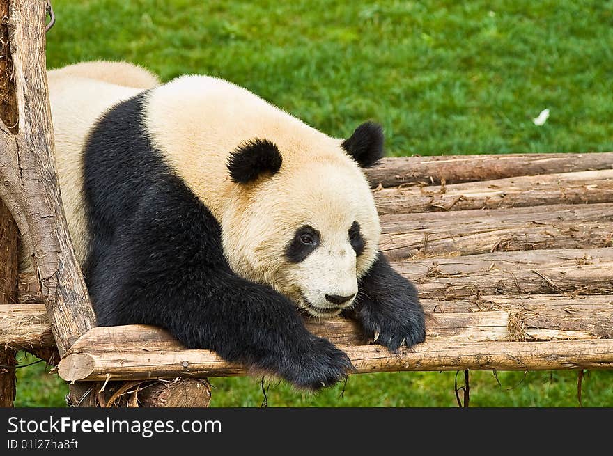 Giant Panda