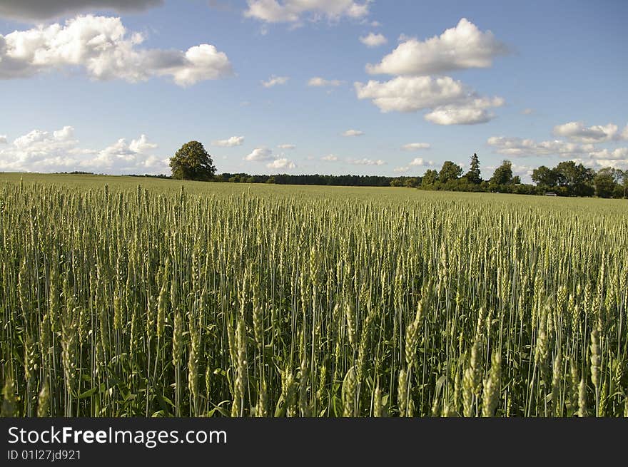 Siima farm wheat field located in Estonia. Photo taken in July