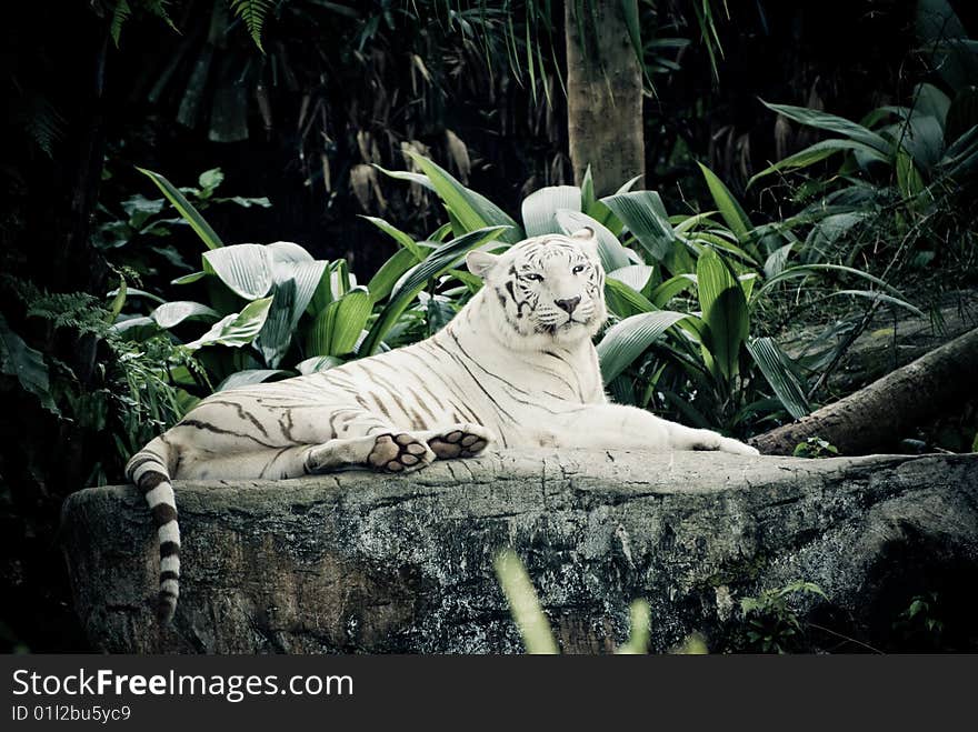 White stripe tiger in singapore zoological garden. White stripe tiger in singapore zoological garden