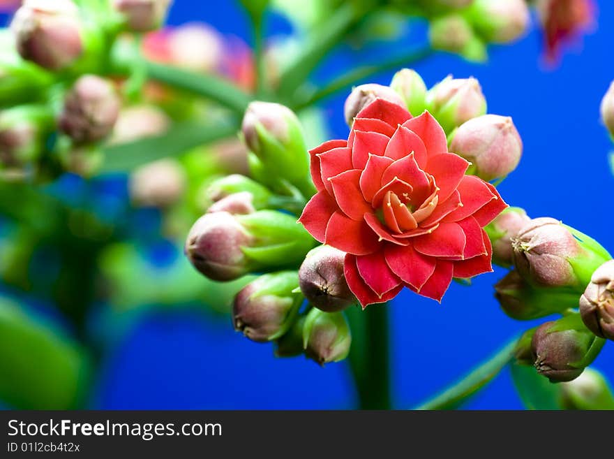 Close-up of a red blossom. Close-up of a red blossom