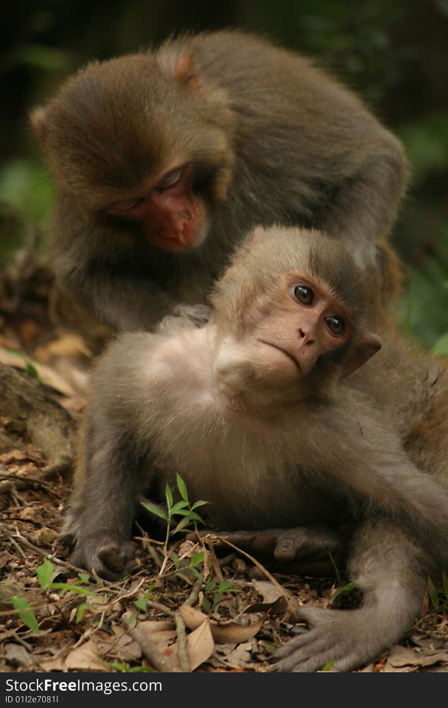 Rhesus Macaque which commonly found in Hong Kong country park. Rhesus Macaque which commonly found in Hong Kong country park.