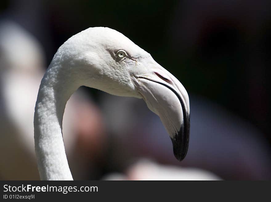 Closeup of the head of a Flamingo