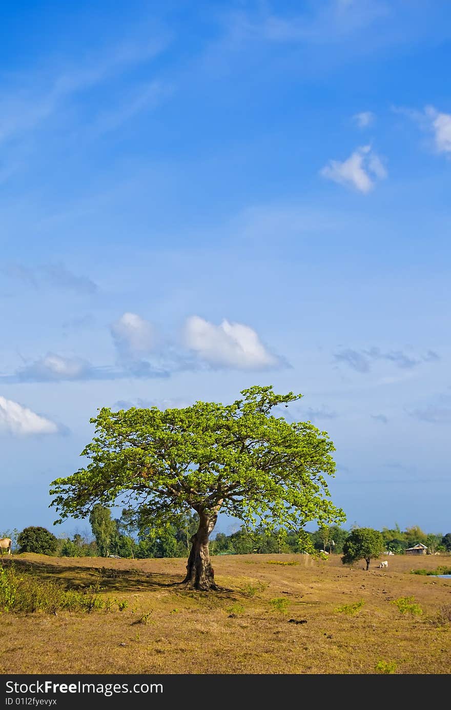 Tree in field, against blue sky. Tree in field, against blue sky