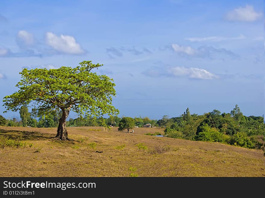 Tree in field, against blue sky. Tree in field, against blue sky