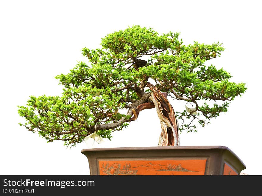 A bonsai of banyan in pot