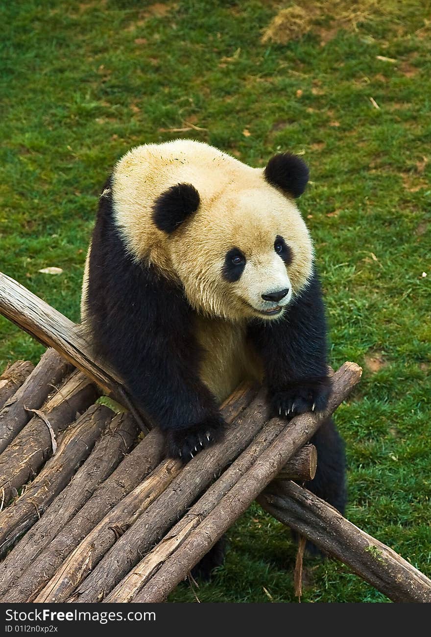 Giant Panda